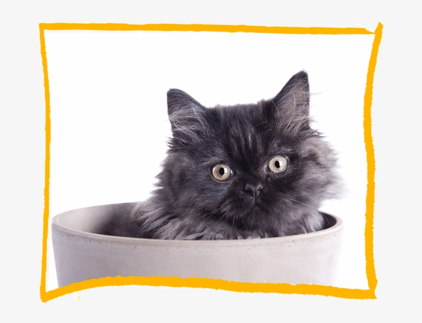 Cat Discovery Longhair - Domestic Long-haired Cat, transparent png