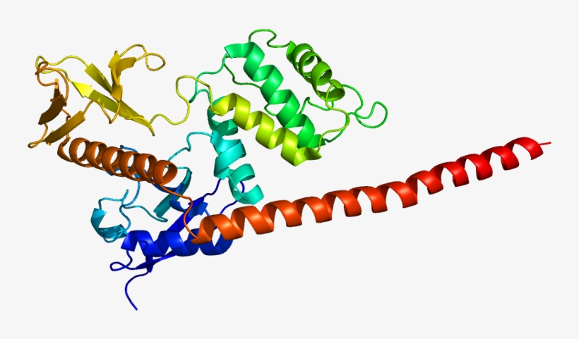 Protein Msn Pdb 1e5w - Moesina, transparent png