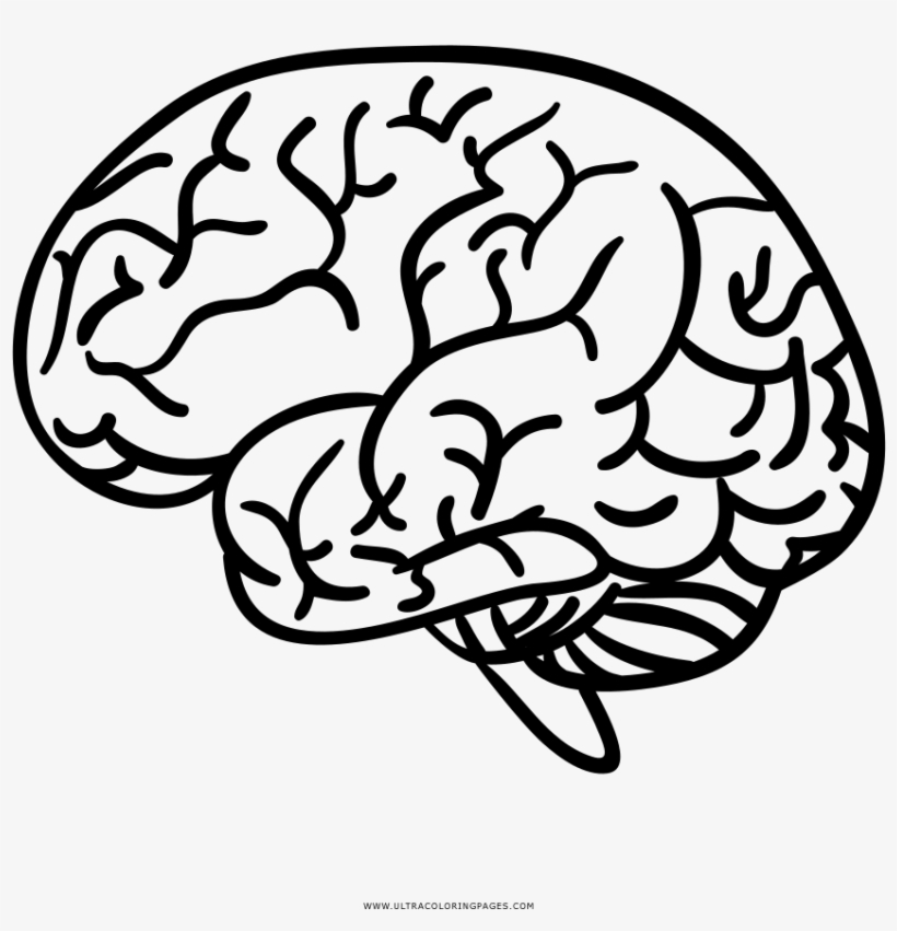 Cérebro Coloring Page - Illustration, transparent png