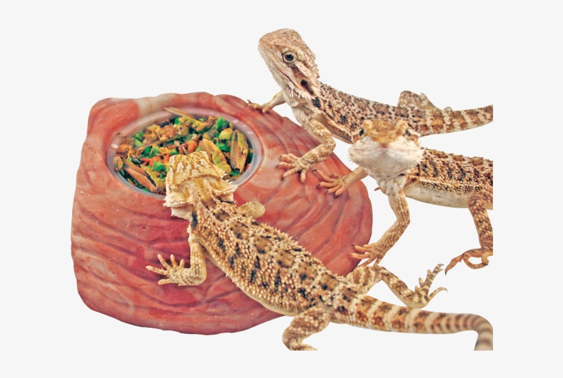 Image Description - Gekkonidae, transparent png