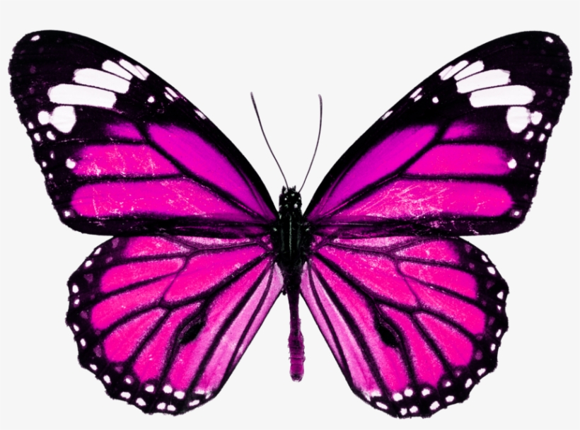 Borboletas Sticker - Monarch Butterfly High Resolution, transparent png