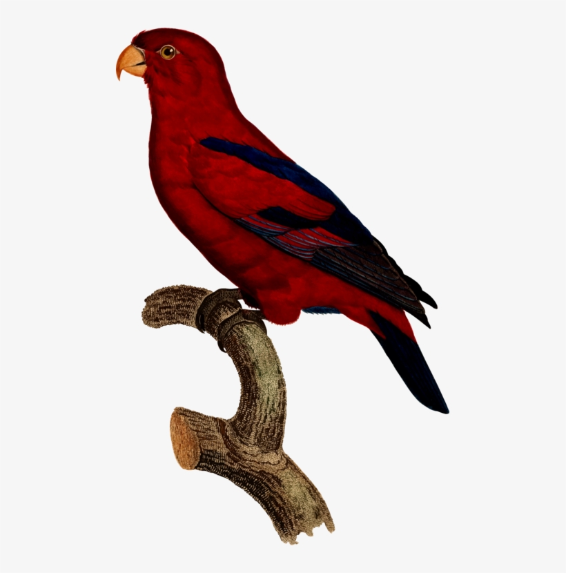 All Photo Png Clipart - Macaw, transparent png