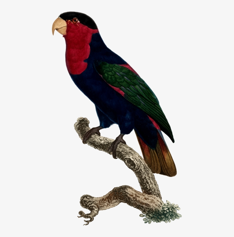 All Photo Png Clipart - Parrot, transparent png