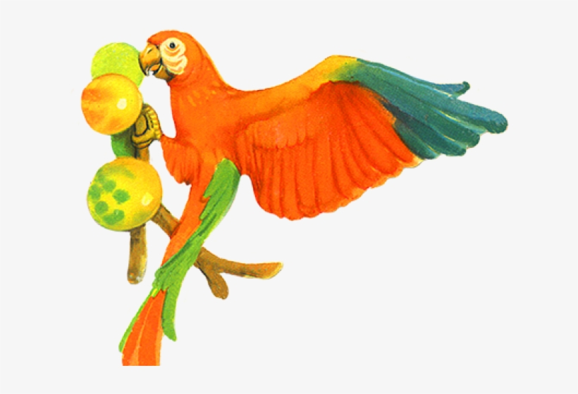 Parrot, transparent png