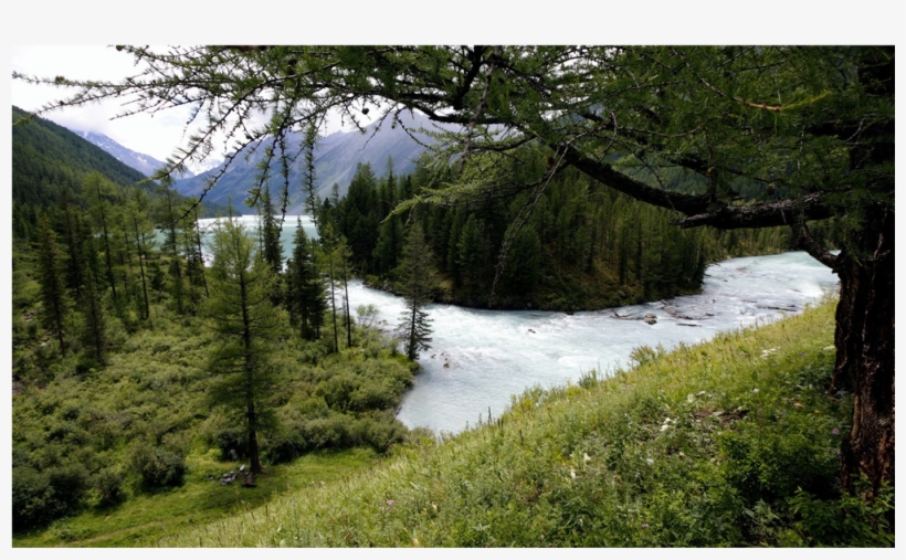 Shortleaf Black Spruce, transparent png
