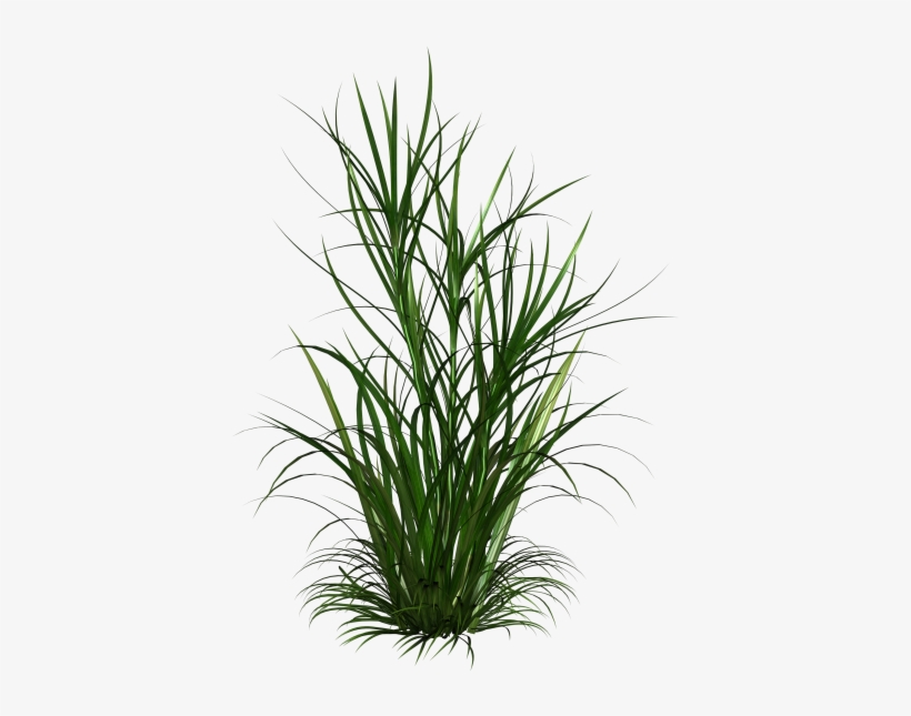 Photo Ld Amh Grass 4 Zps2d0934f4 - Transparent Weeds Png, transparent png