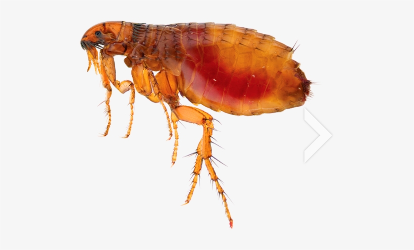 Flea Png - Insects Flea, transparent png