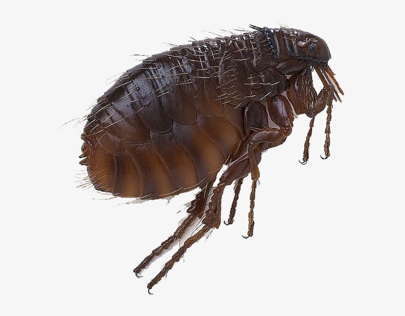 Scott Foresman Science: Grade 3 [book], transparent png