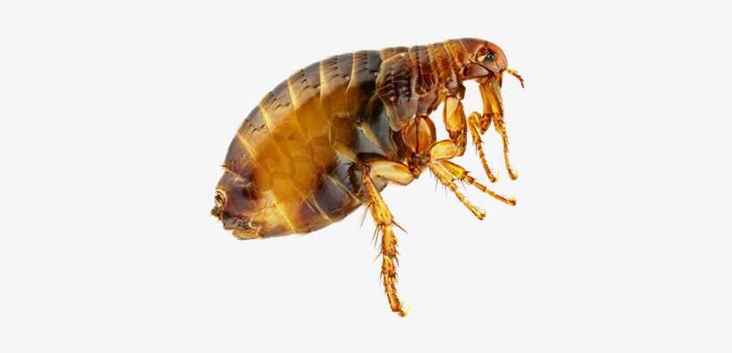 Flea Png - Fleas By Valerie Bodden, transparent png