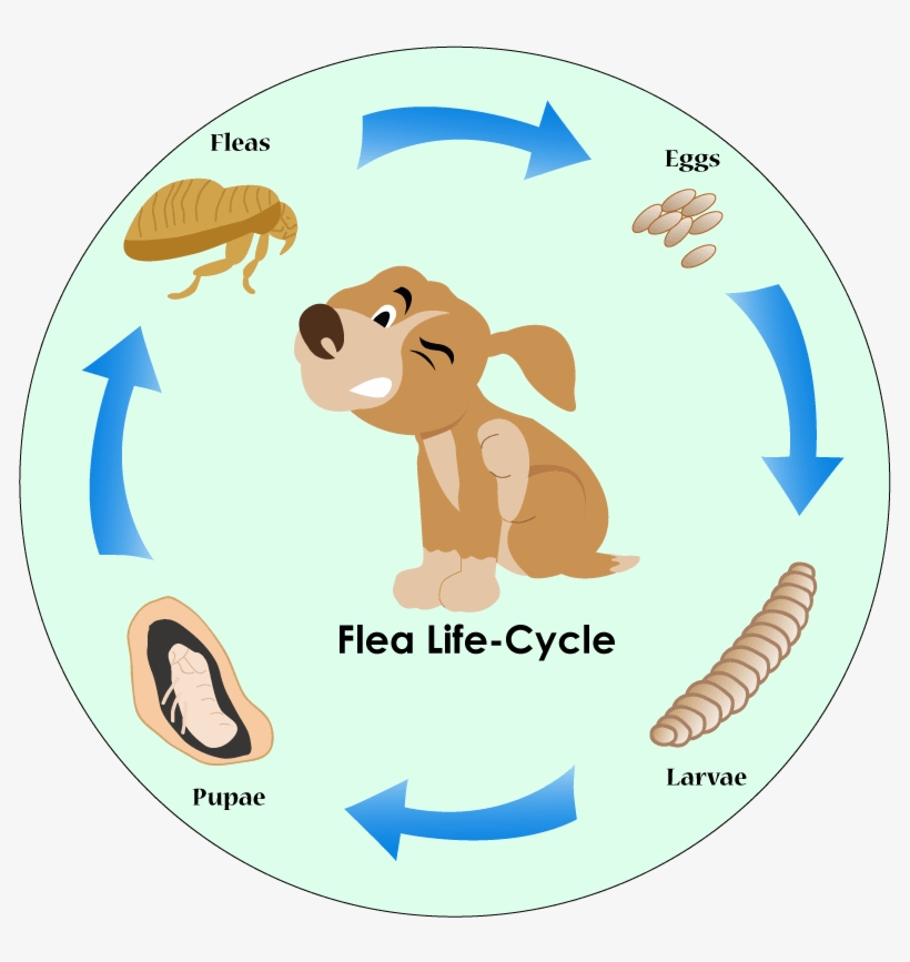 Best Flea Prevention For Dogs - Flea, transparent png