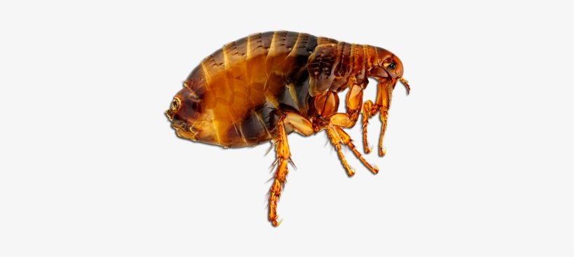 Fleas By Valerie Bodden, transparent png