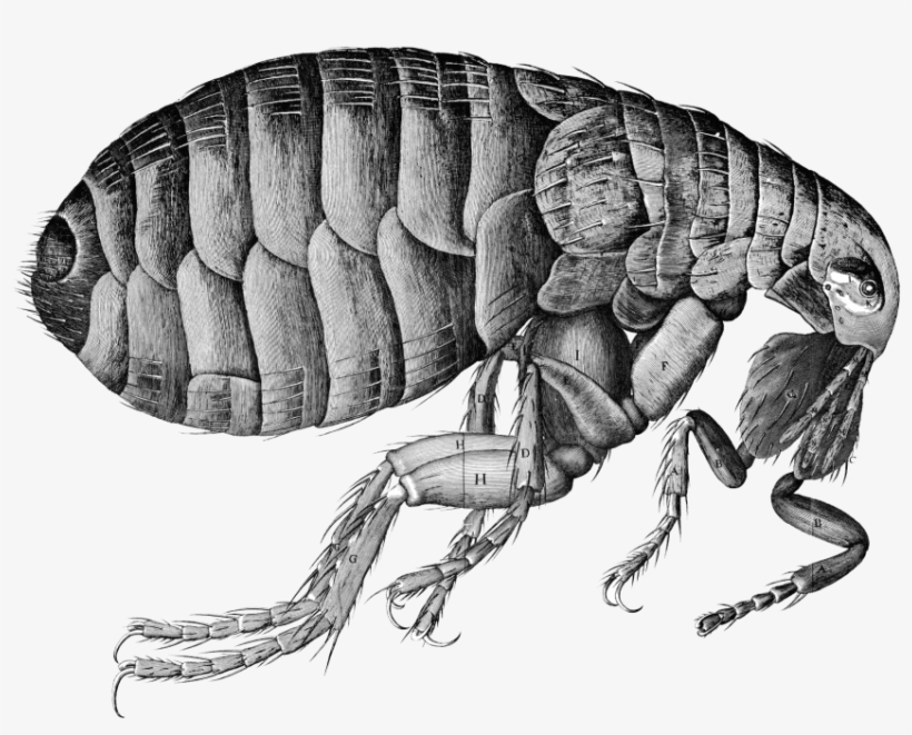 Best Flea Png - Flea Transparent, transparent png