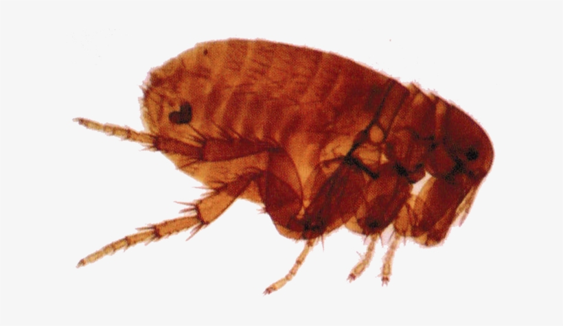 Flea Png, transparent png