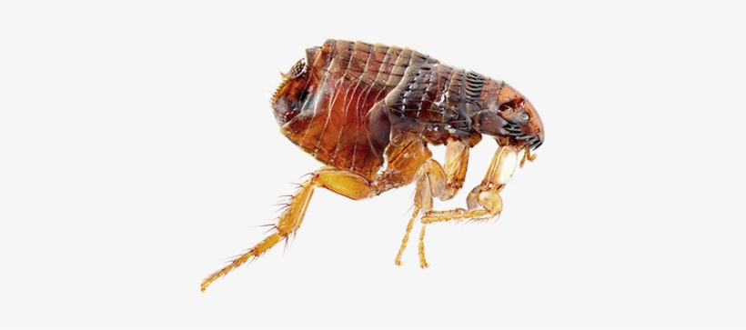 Binatang Kecil Penghisap Darah, transparent png