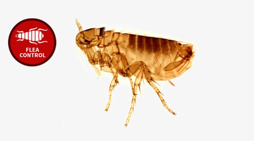 Flea Png Photo - Que Enfermedad Transmite La Pulga, transparent png