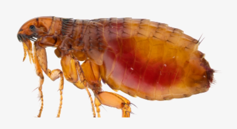 Fleas - Cat And Dog Flea, transparent png
