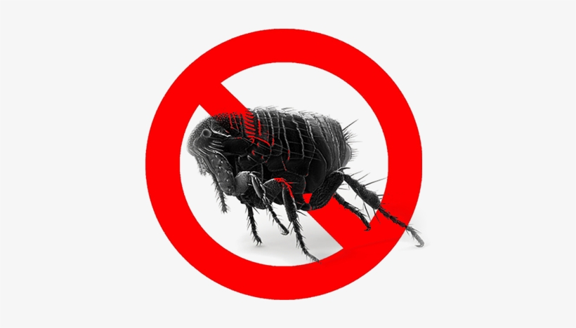 Kill Fleas, transparent png