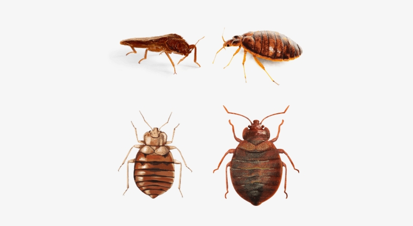Clip Art Free Stock Insects Transparent Png Images - Bed Bug Illustration, transparent png