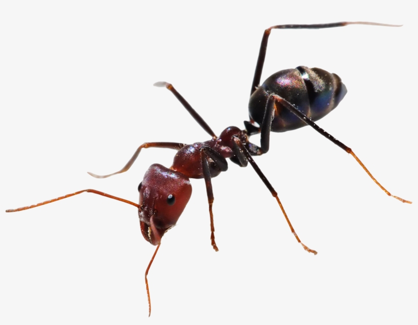 Numbers - Ant Png, transparent png