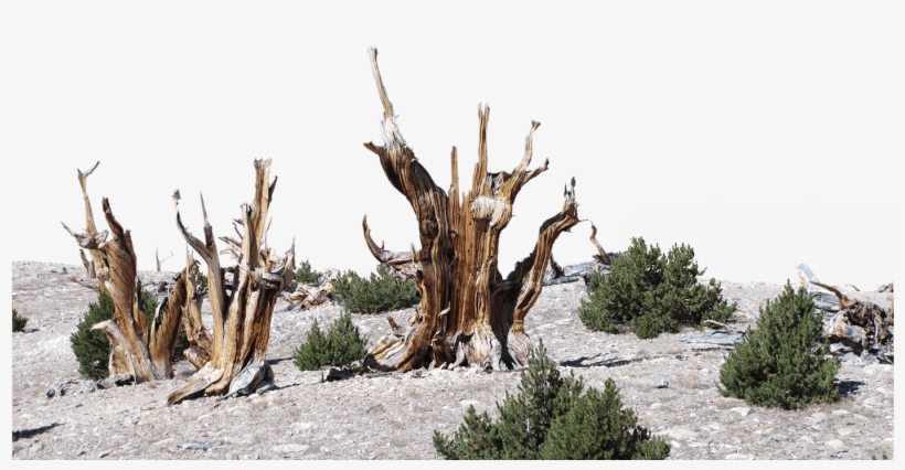 Dead Bristlecone Pines Stand Among Limber Pine Trees - Driftwood, transparent png