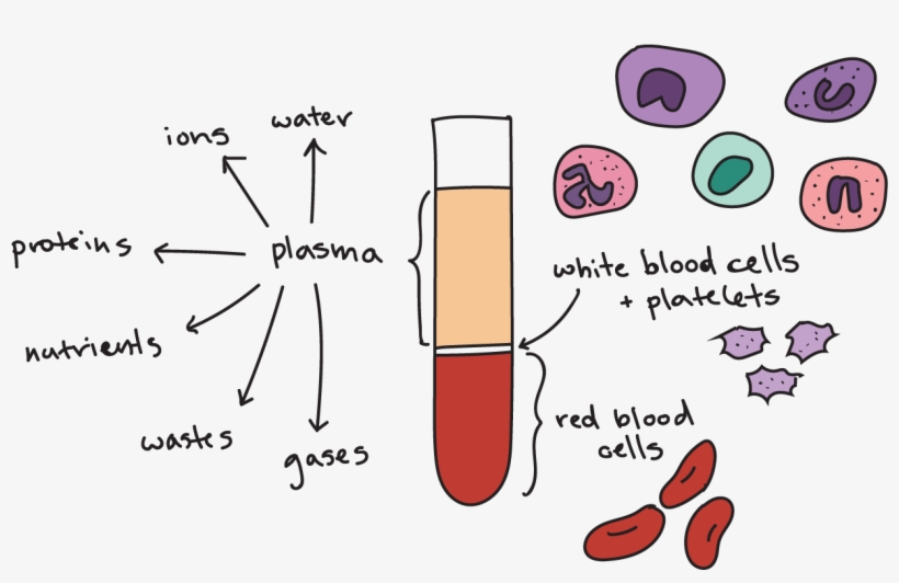 Components Of Blood, transparent png