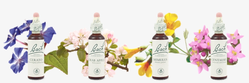 Essências Florais De Bach - Traditional Medicinals - Organic Throat Coat Tea -, transparent png