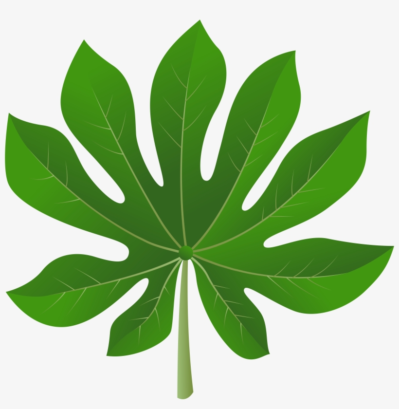 Leaf Clipart Png, transparent png