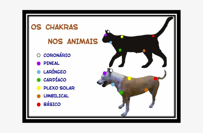 Caes Florais - Bob Cat Compared To Regular Cat, transparent png