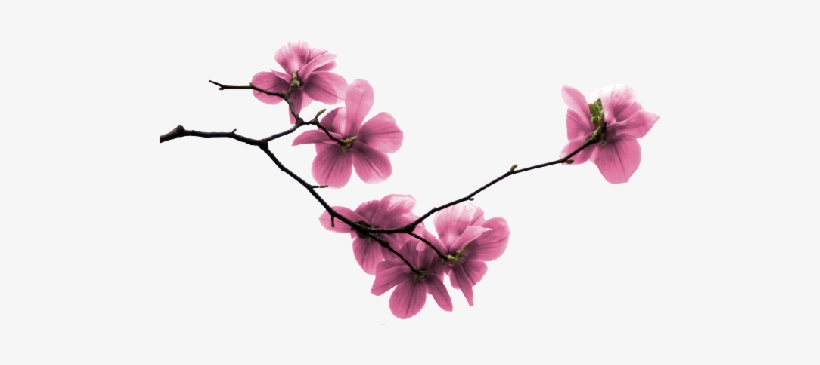 Florais - Branche D Arbre En Fleur, transparent png