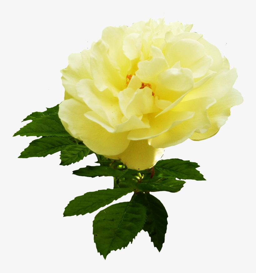 Yellow Rose Flower Png Download - Garden Roses, transparent png