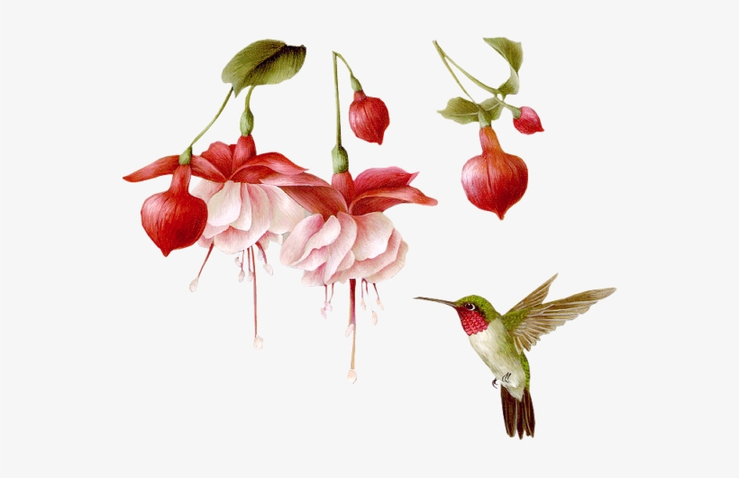 Pássaros Em Imagens Png - Hummingbird Transparent Animated Gifs, transparent png