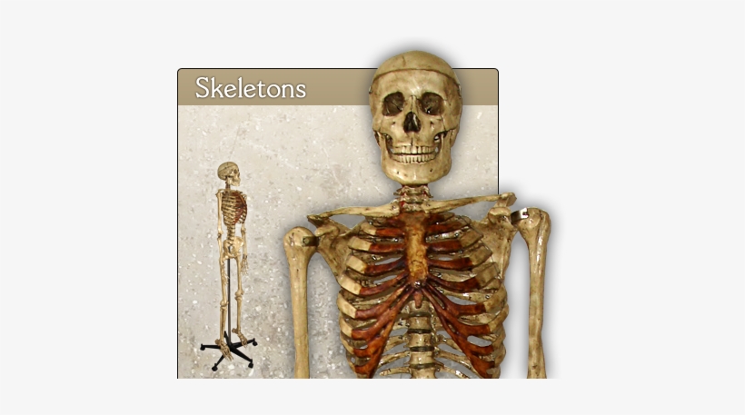 Home-skeletons - Skeleton, transparent png