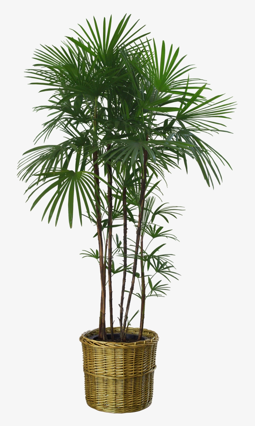 Just Copy These Plants And You Can Adjust Them In Any - Plant Png No Background, transparent png