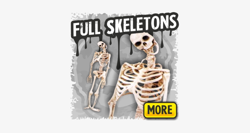 Full Skeleton Halloween Props - Skeleton Props Life Size, transparent png