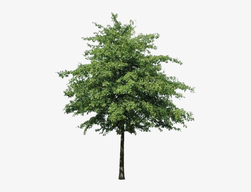 Arbre Détouré Détourage Photoshop, Watercolor Trees, - Arbre Détouré, transparent png