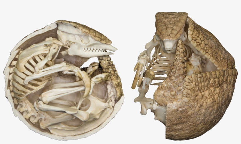 Three-banded Armadillo, transparent png