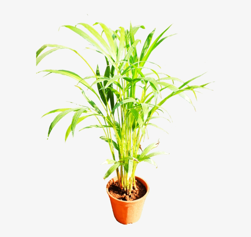 Here Presents The File Of Few Beautiful Plants - Arecales, transparent png