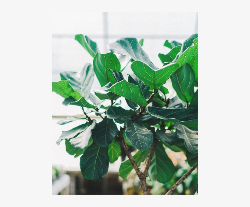 Window-plant - Houseplant, transparent png