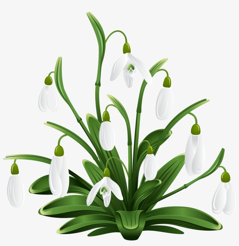 House Plant Png, transparent png