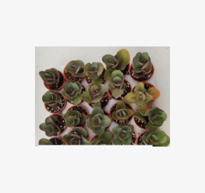 Everlasting, Showy Stonecrop Live Succulent Plants - Hylotelephium Spectabile, transparent png
