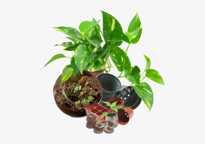 Plants As Shown Below 1/8 Cup - Money Plant, transparent png