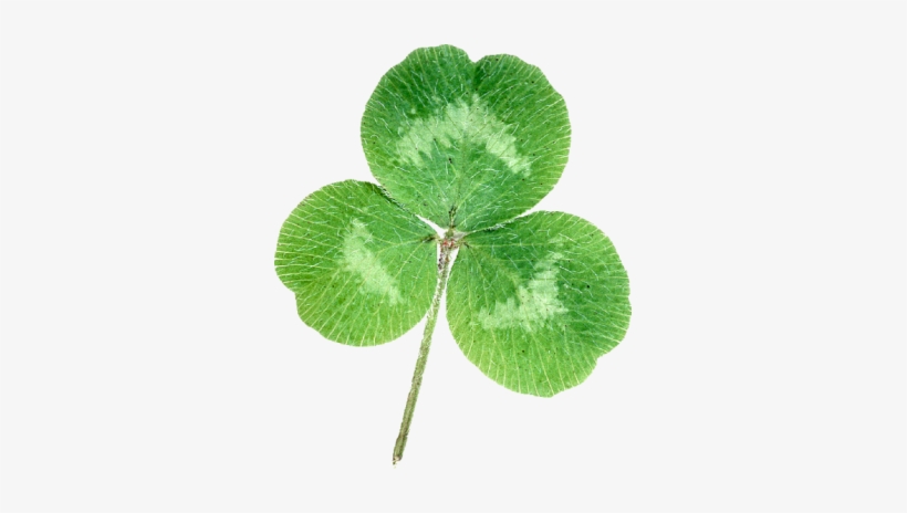 Shamrocks - St Patricks Day, transparent png