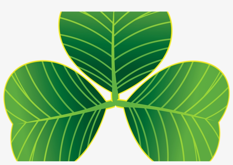 St Patricks Day Shamrocks Png Clipart Gallery Yopriceville - Portable Network Graphics, transparent png