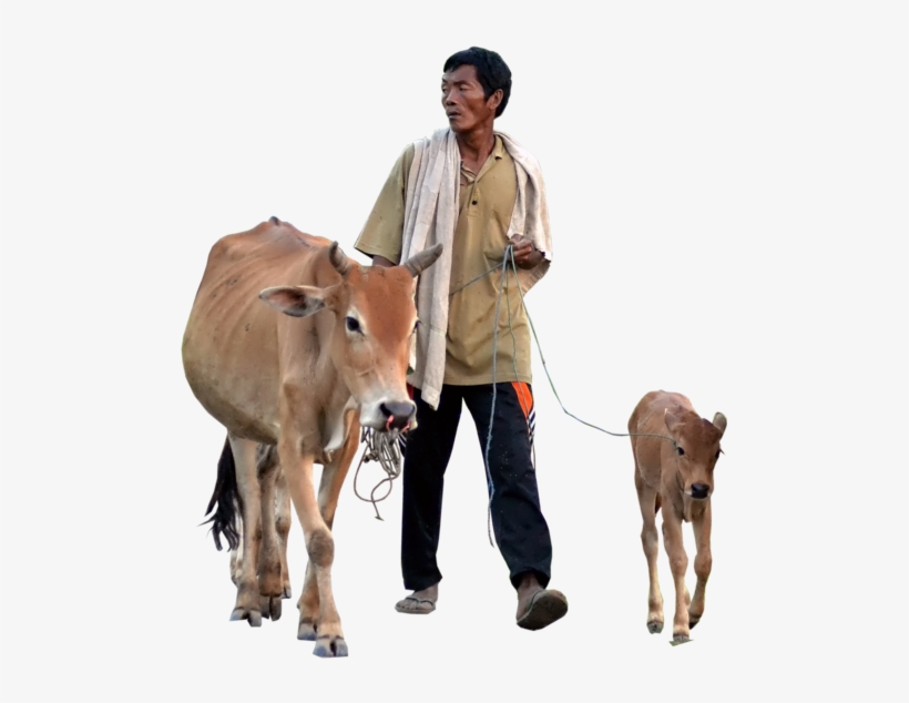 Cow Transparent Calf Png - Hamba Bilkis Akhomo Hasan & Simana New Bangla Natok, transparent png
