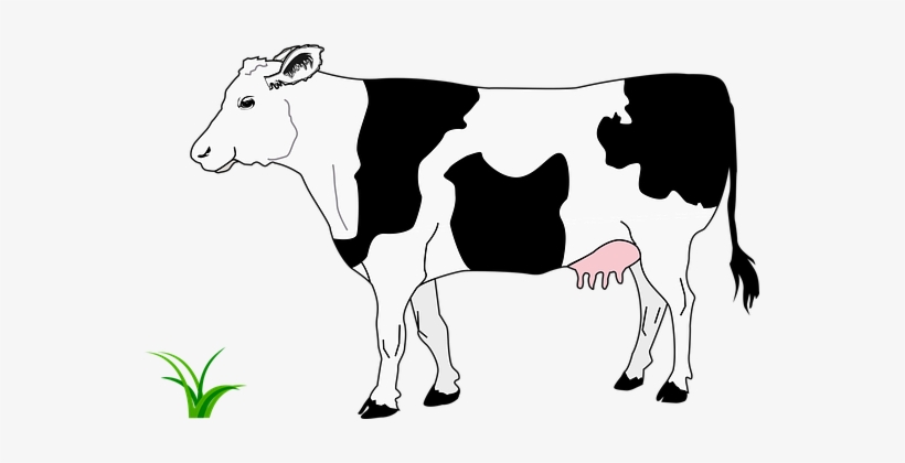 Black Blanche Cow Grass Noire White Cow Co - Cow Image Black And White, transparent png
