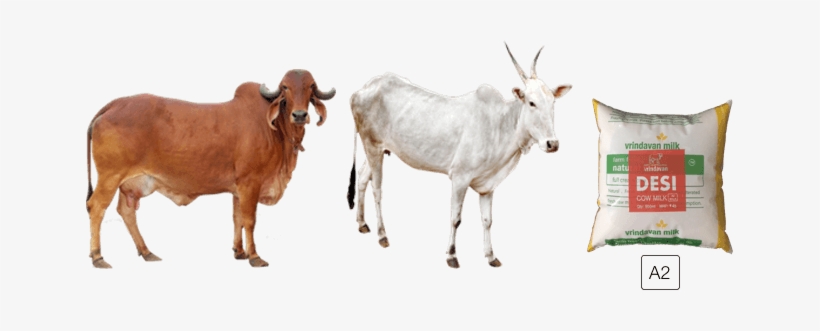 cow png images download a2 cow 648x251 png download pngkit cow png images download a2 cow