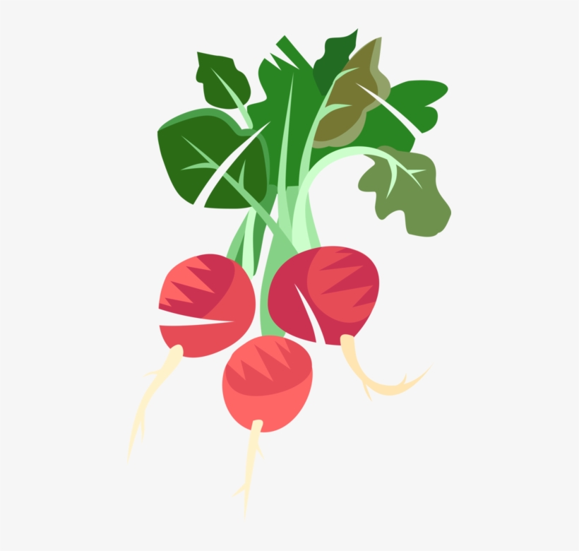 Vector Illustration Of Crisp, Pungent Edible Root Vegetable - Beet Greens, transparent png