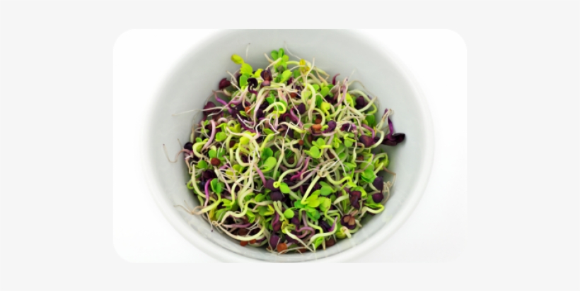 Sprouts Salad Png, transparent png
