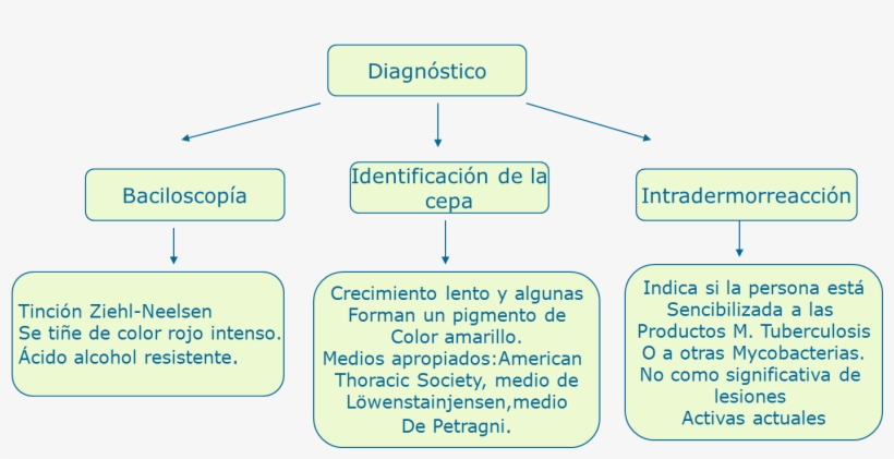 Cuadros Sinópticos Mycrobacterium - Cuadro De La Tuberculosis, transparent png