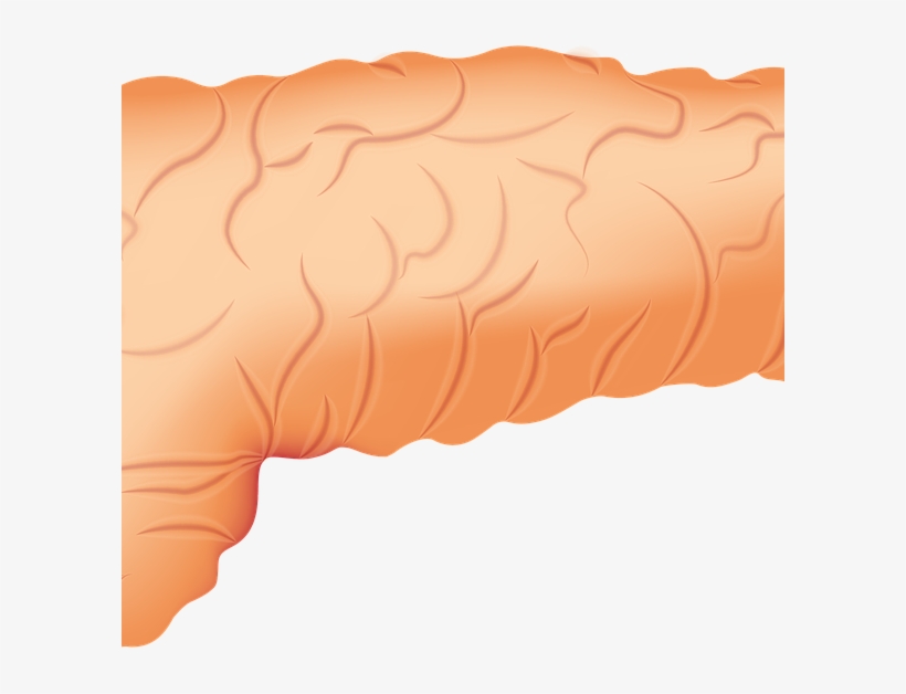 Pancreas 2934621 1280 - Wood, transparent png